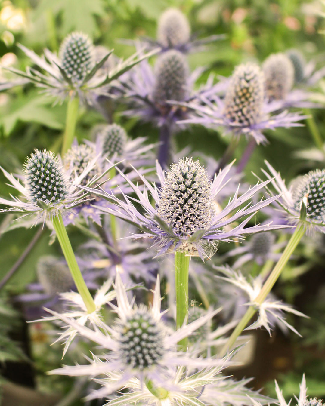Eryngium 'Sea Holly' Big Blue 3L