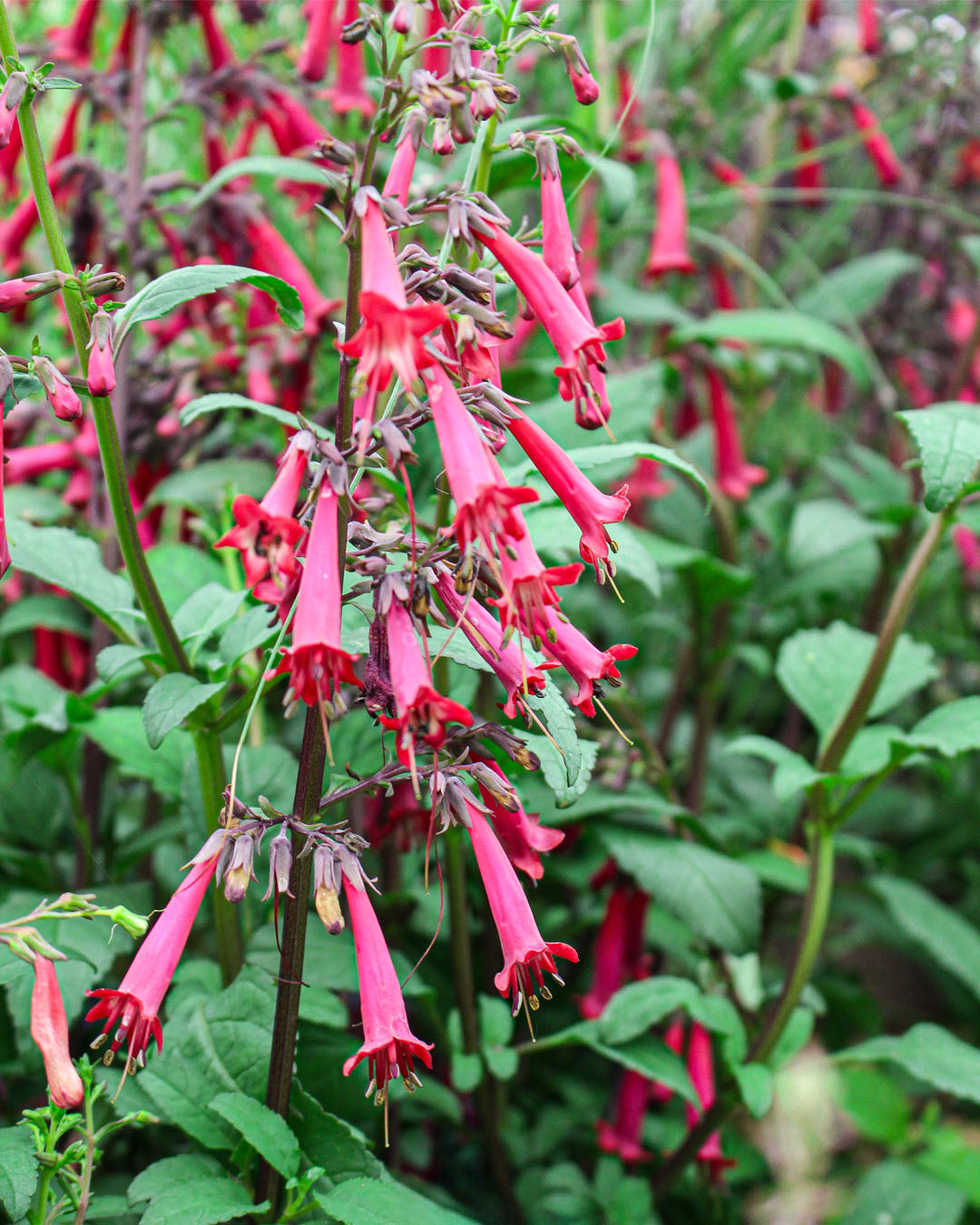 Phygelius 'Cape Fuchsia' Funfare Wine 2L
