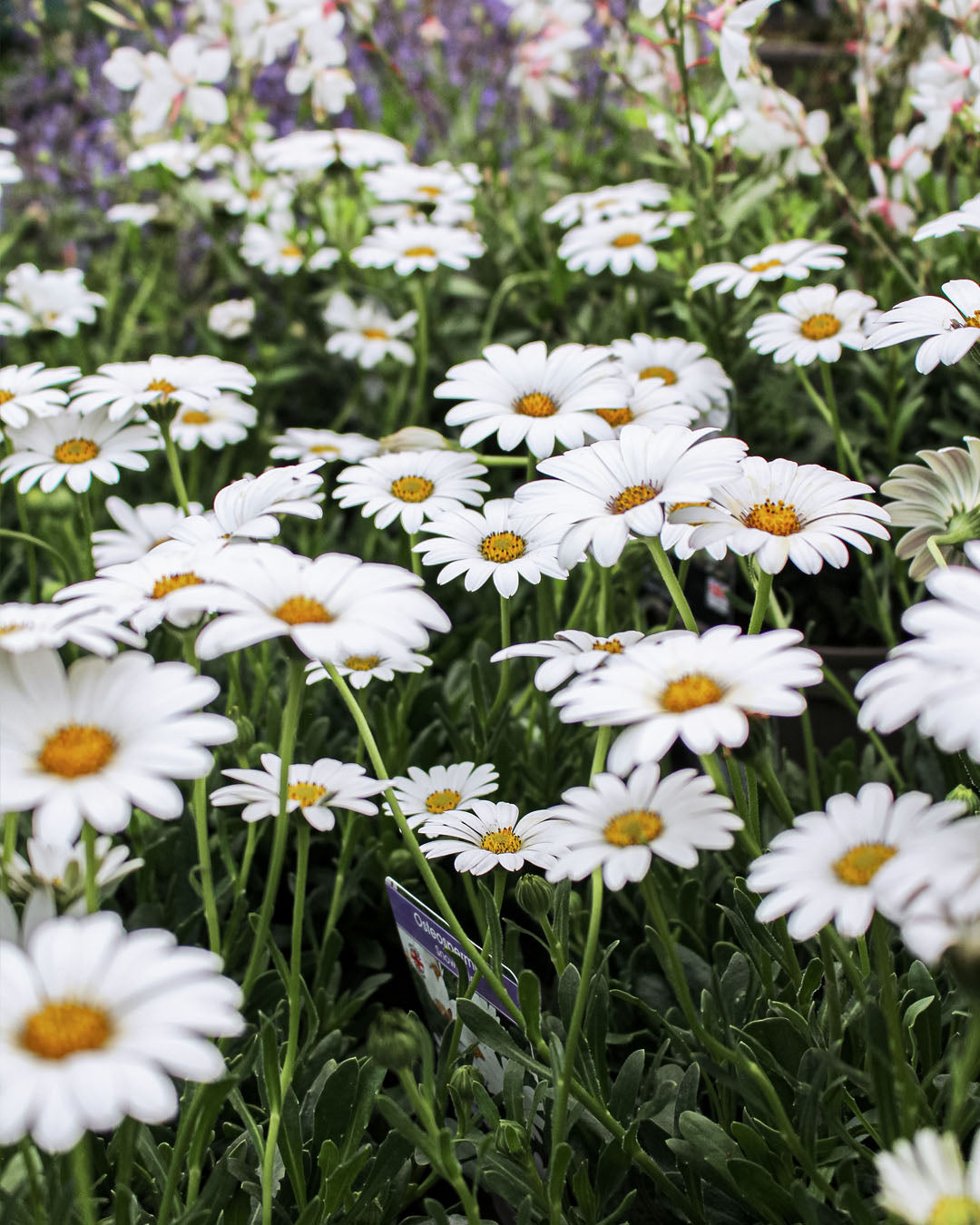 Osteospermum 'African Daisy' Snow Pixie 3L