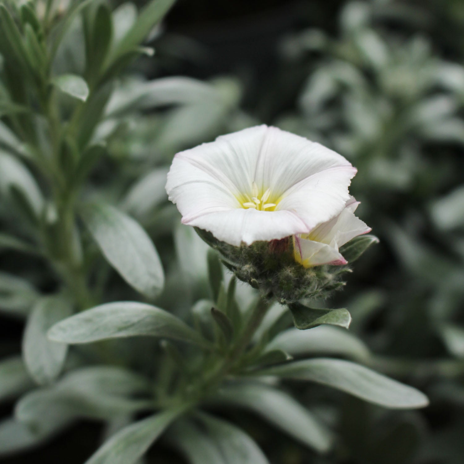 Convolvulus Cneorum 2L