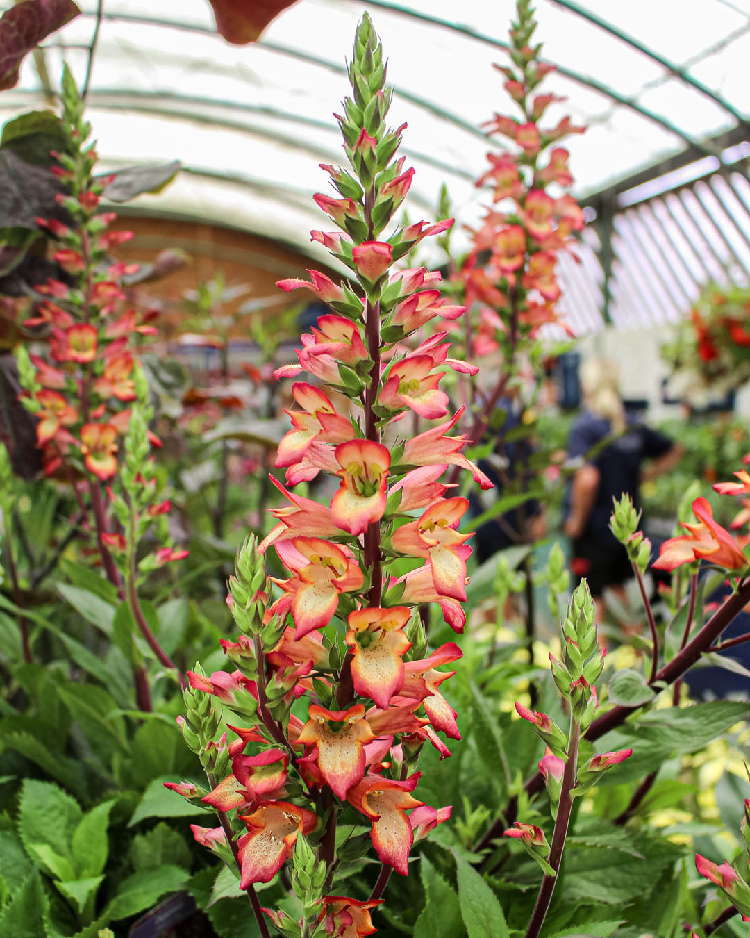 Digiplexis 'Foxglove' Falcon Fire 3L