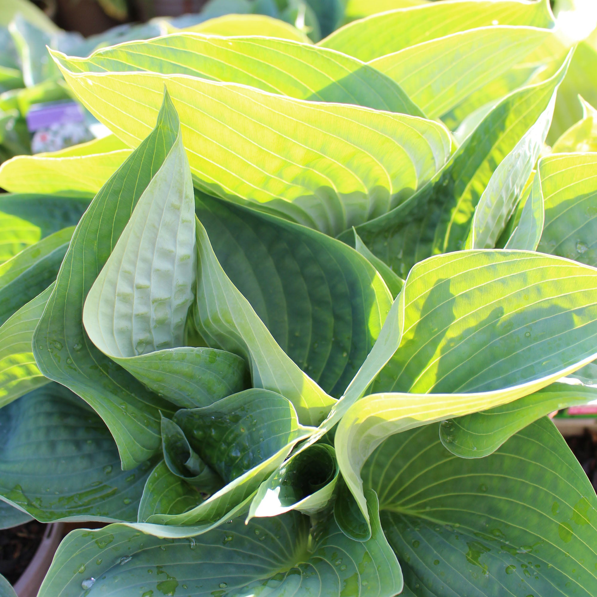 Hosta Abiqua Drinking Gourd 3L