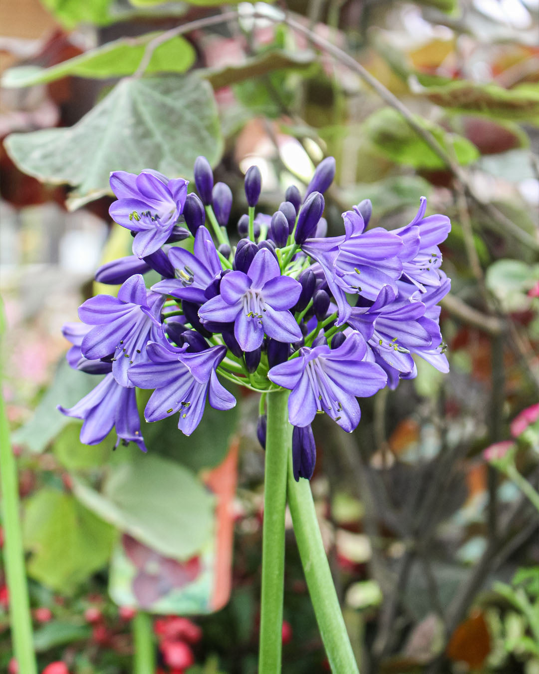 Agapanthus 'African Lily' Poppin Star 3L