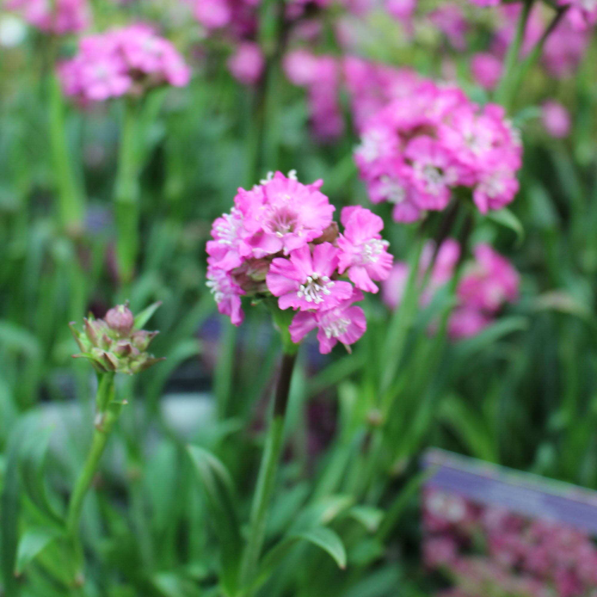 Lychnis Coronaria ‘Cherry Bubbles’ 2L
