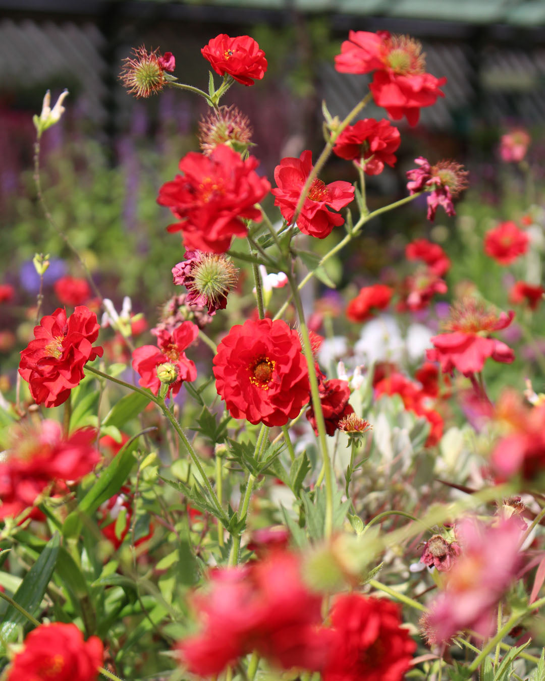 Geum 'Avens' Fire Starter 3L