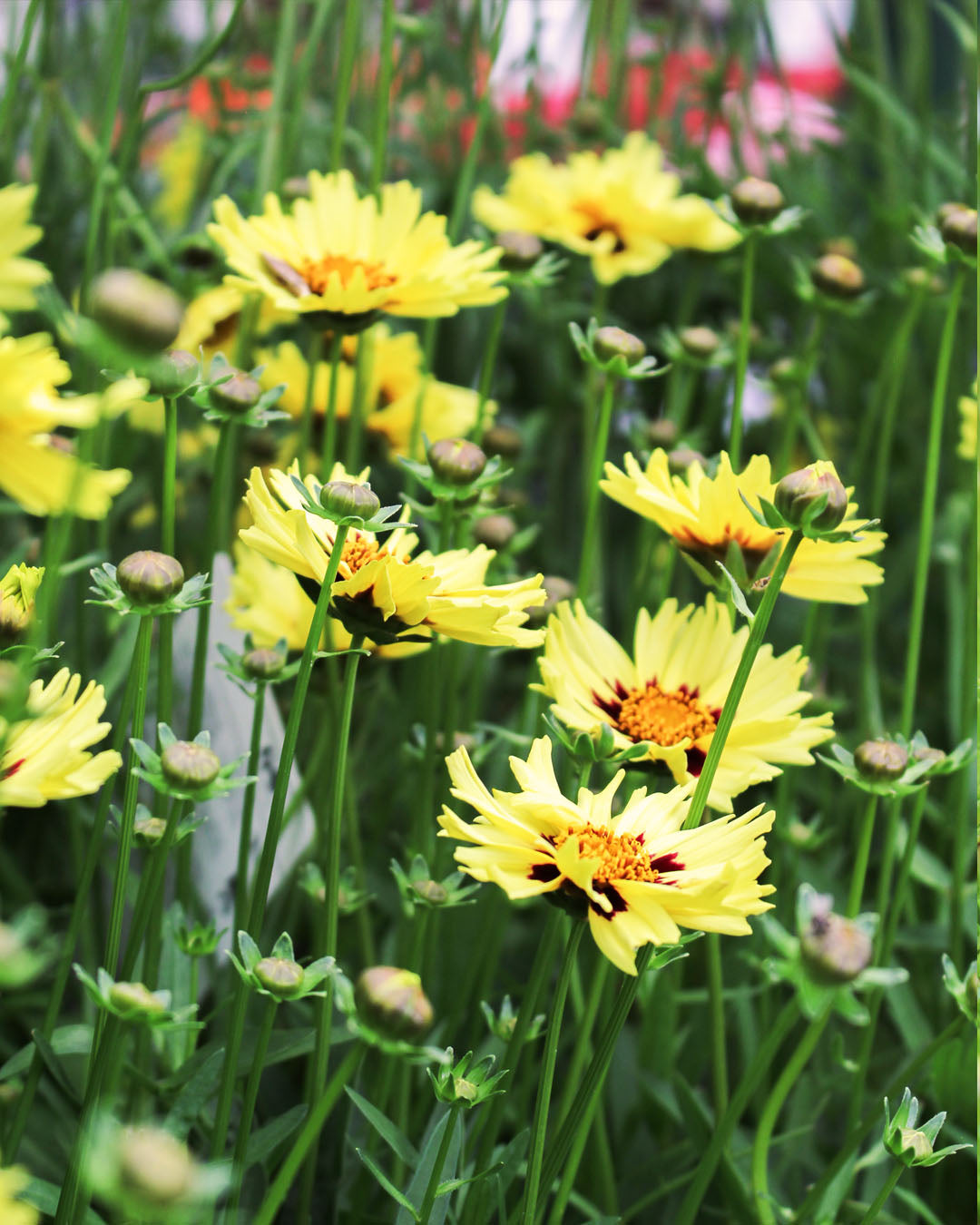 Coreopsis Solar Moon 3L