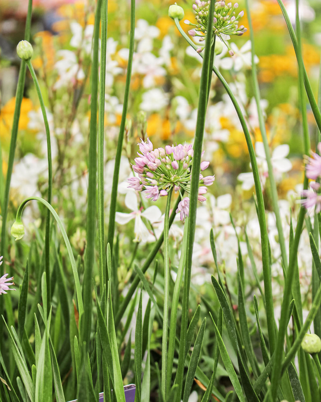 Allium In Orbit 3L