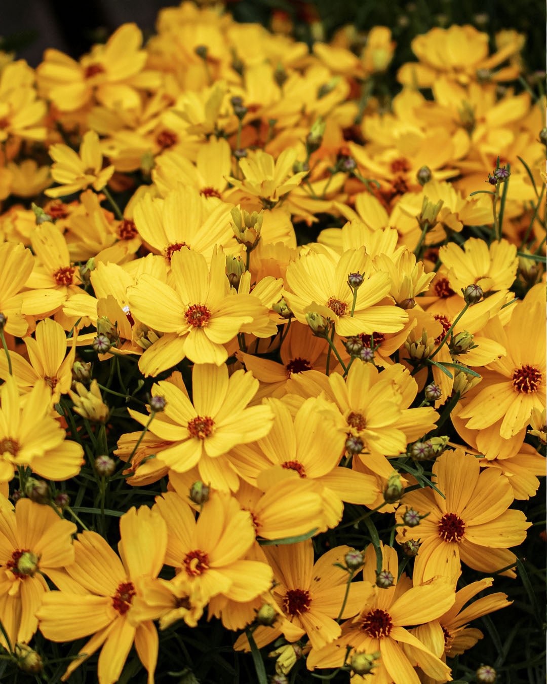 Coreopsis 'Tickseed' Corleone Gold 3L