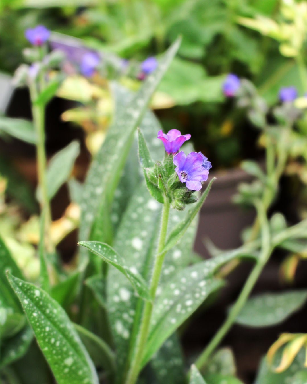 Pulmonaria 'Miss Elly' 2L