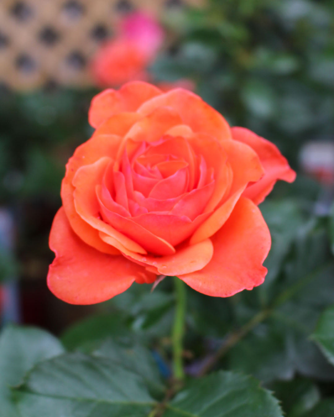 Rosa 'Lady of Belgrade' 4.5L