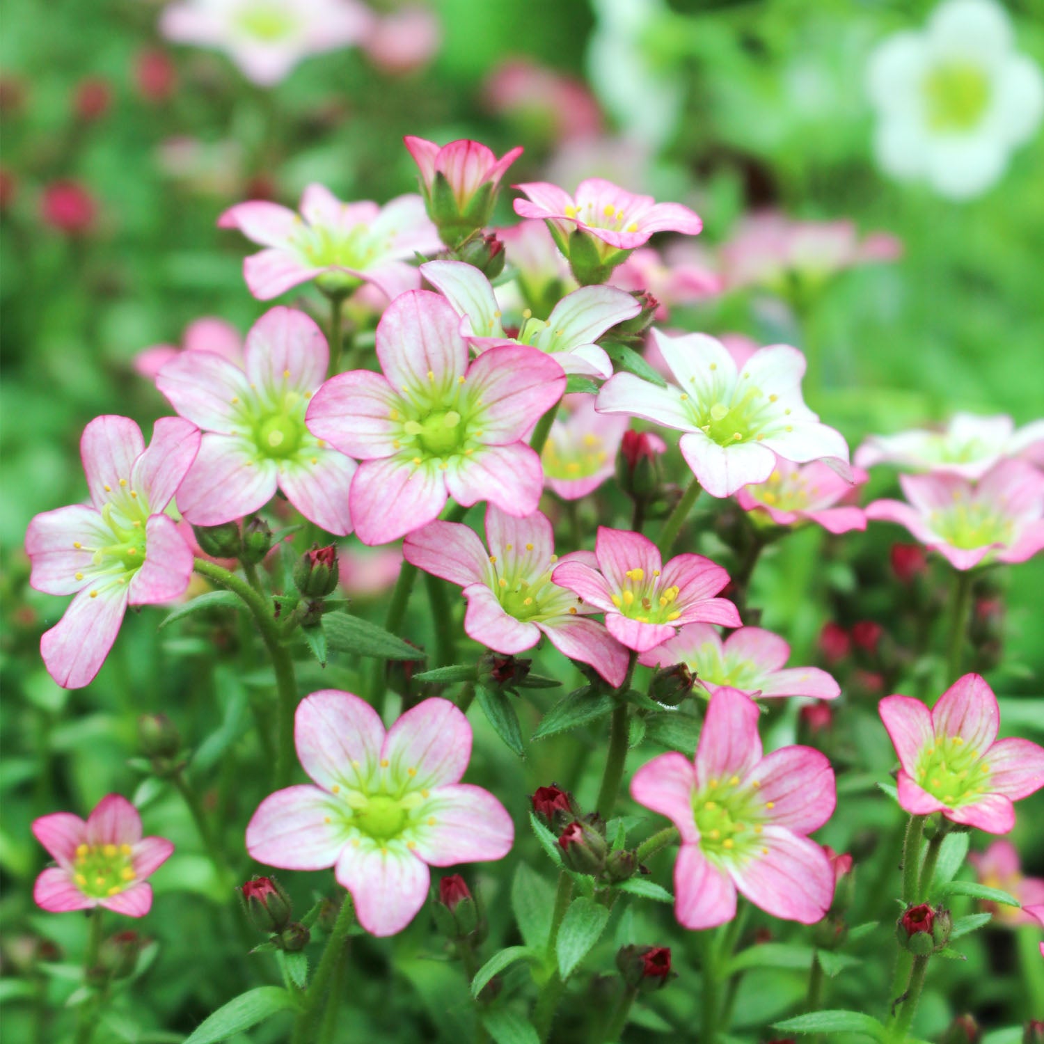 Saxifrage 13cm