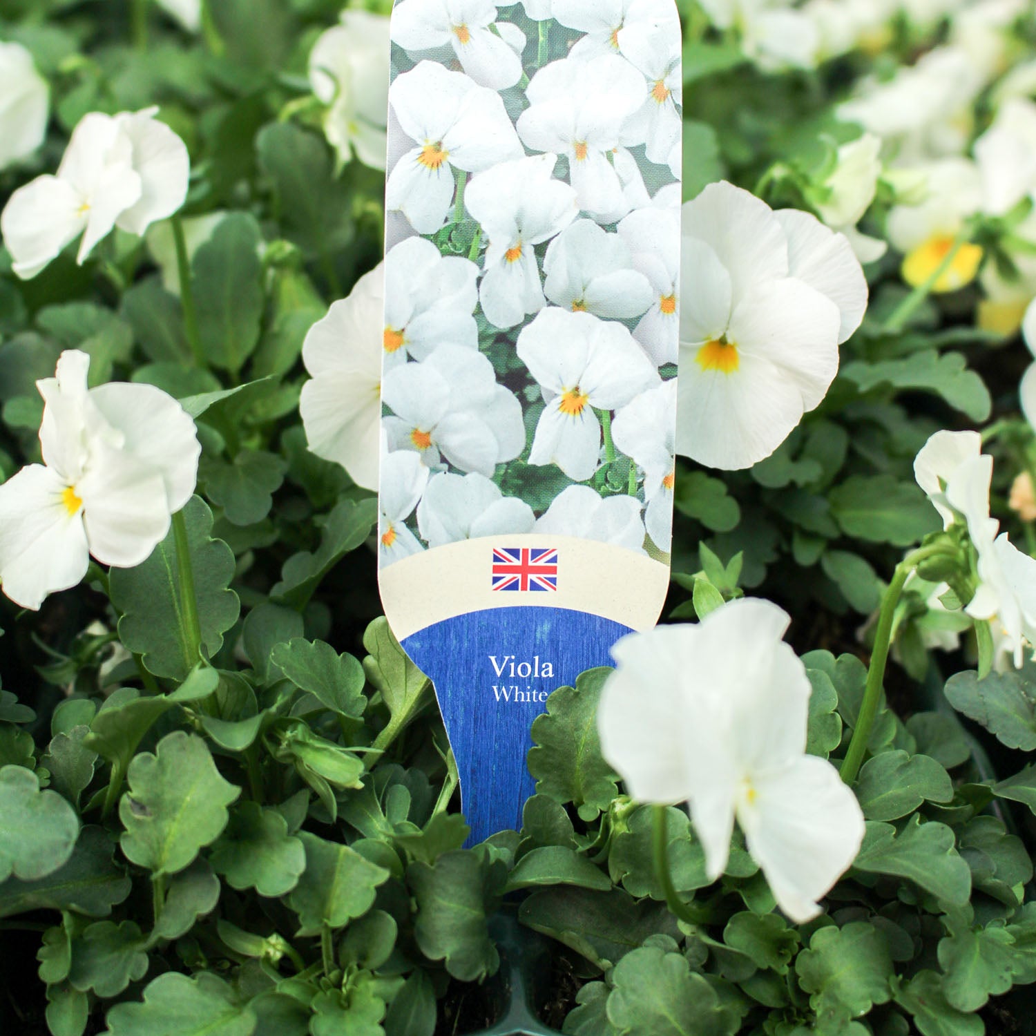 Viola 6 Pack