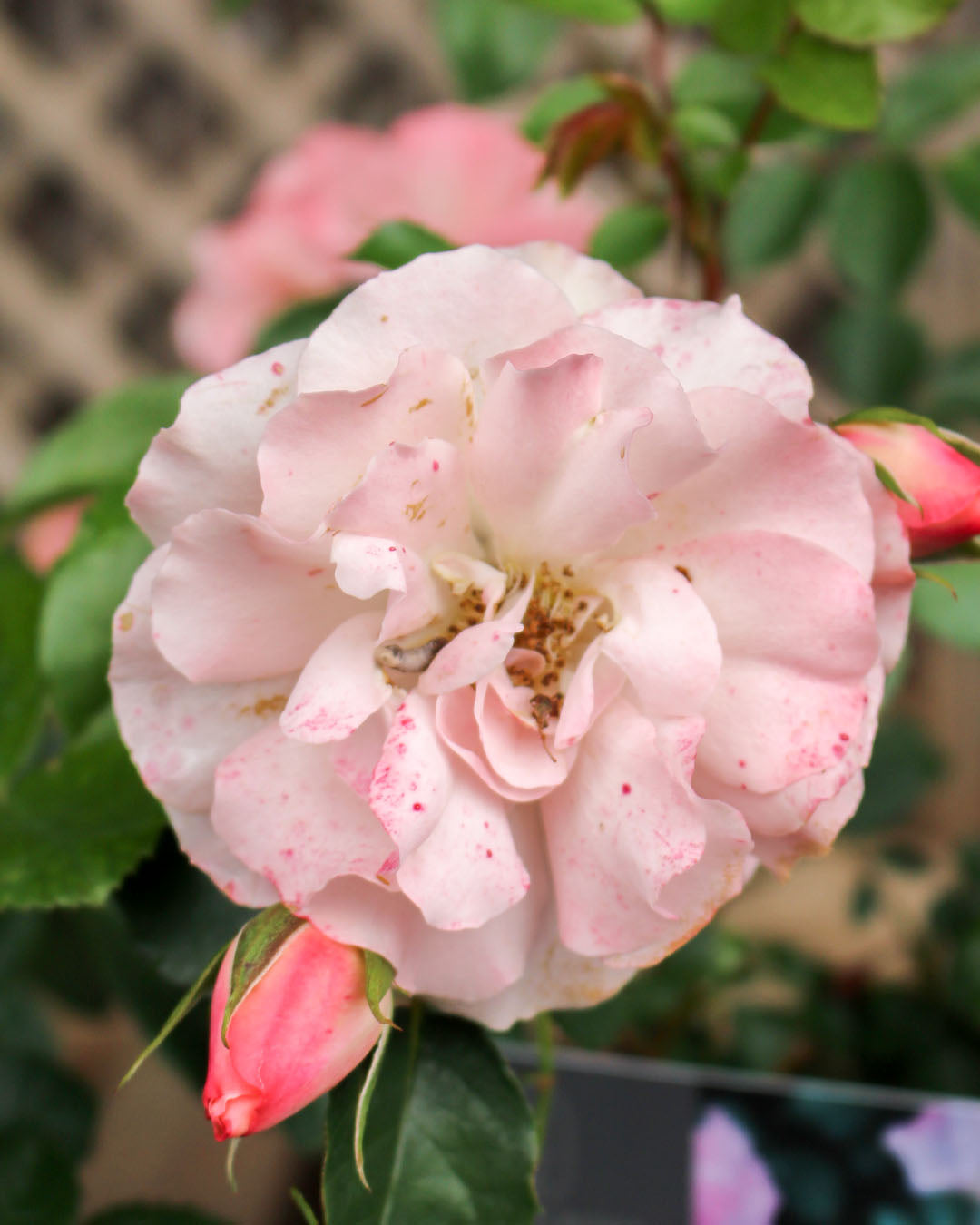 Rosa 'Fab @ 40' Floribunda Rose 5L
