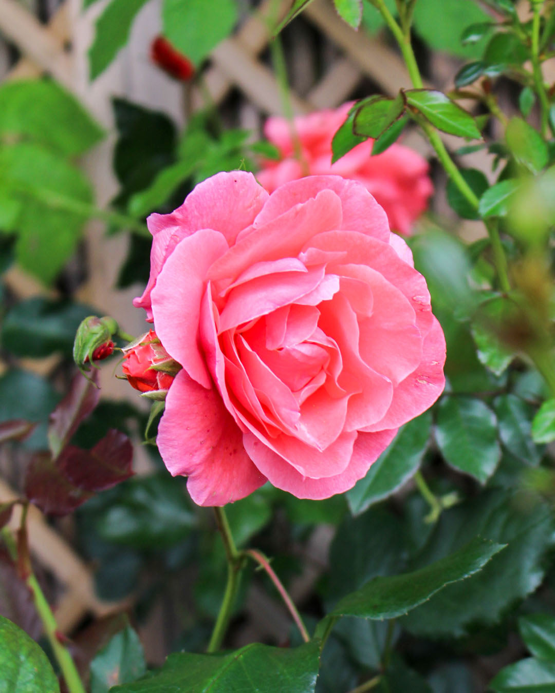 Rosa 'Happy Wedding Anniversary' Floribunda Rose 5L