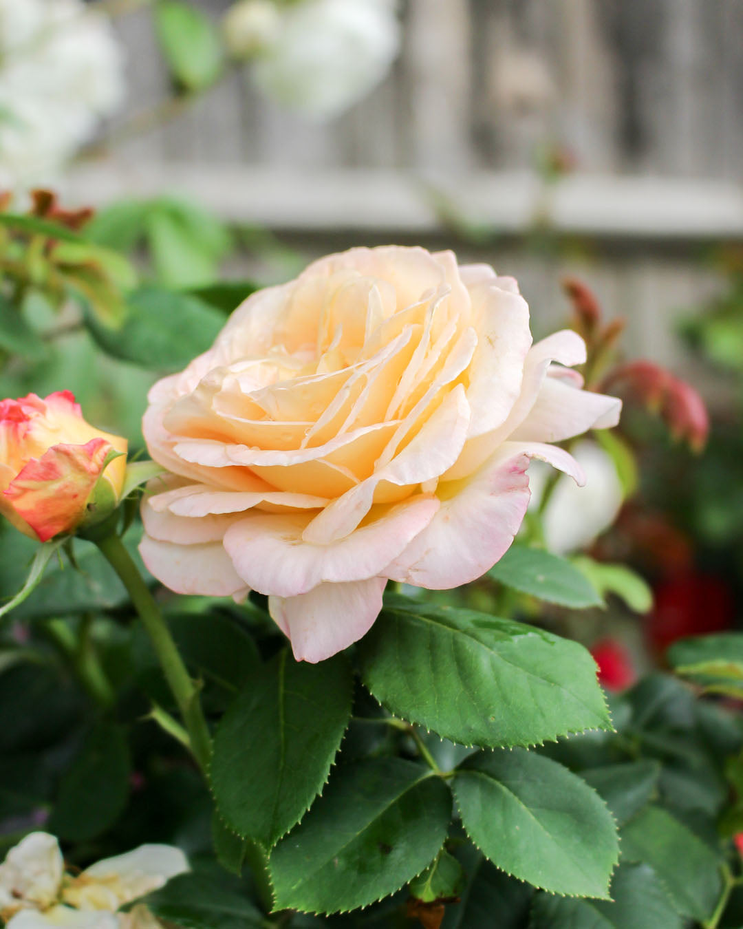 Rosa 'Sun Life' Rose 5L