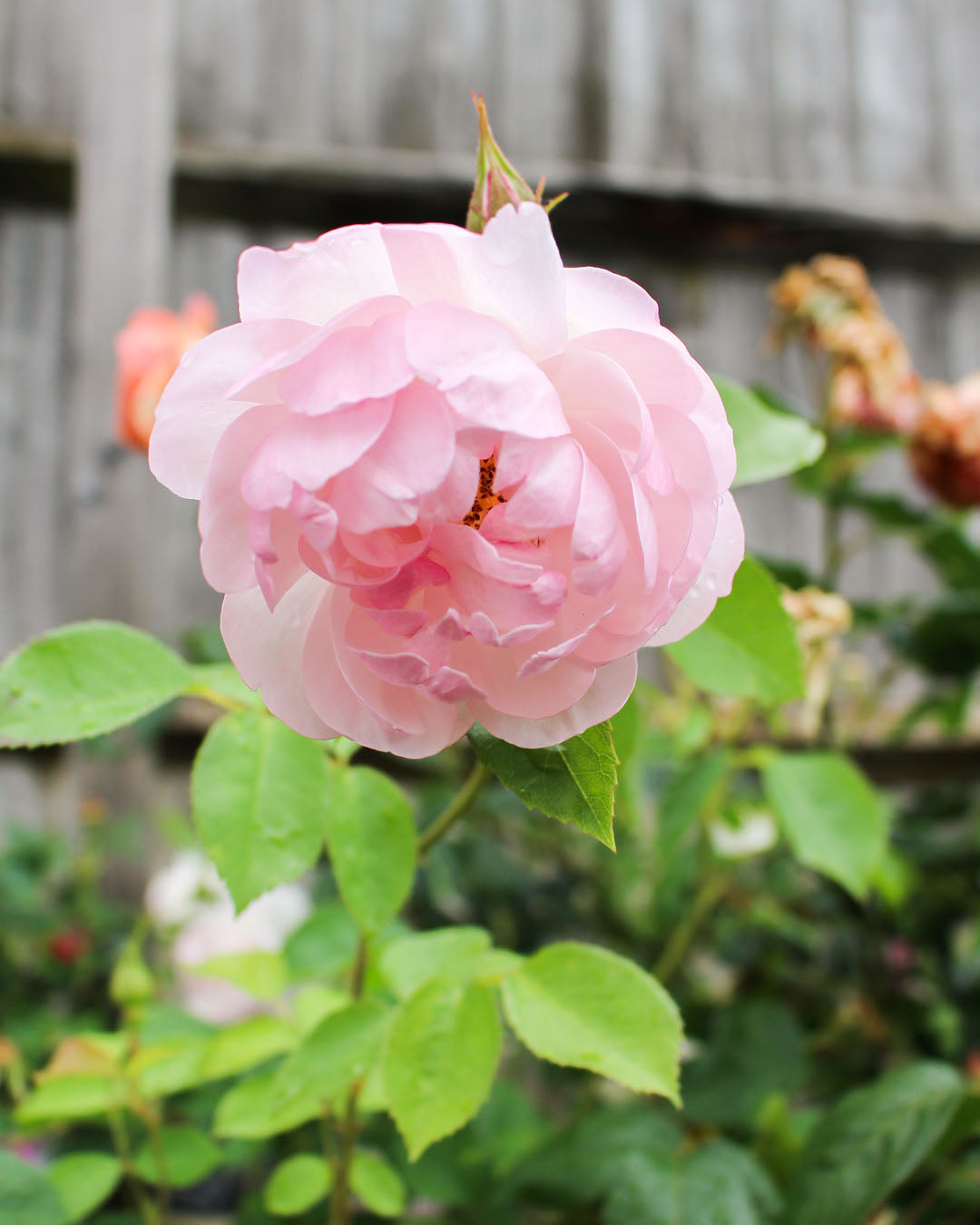 Rosa 'Scarborough Fair' 6L