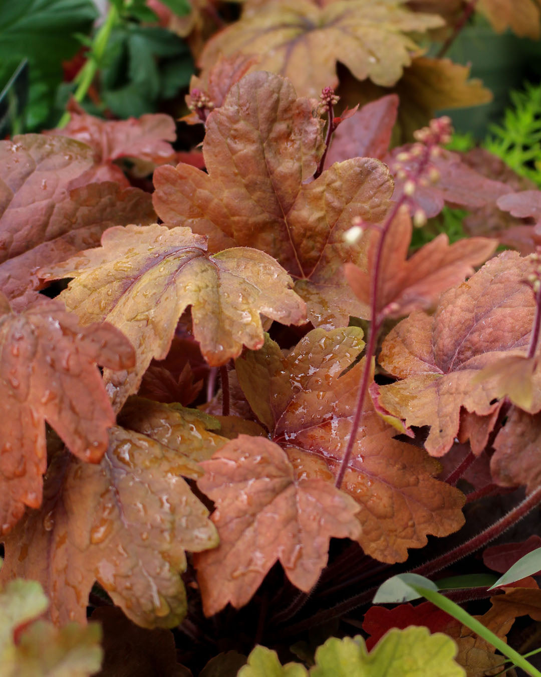 Heucherella 'Sweet Tea' 3L