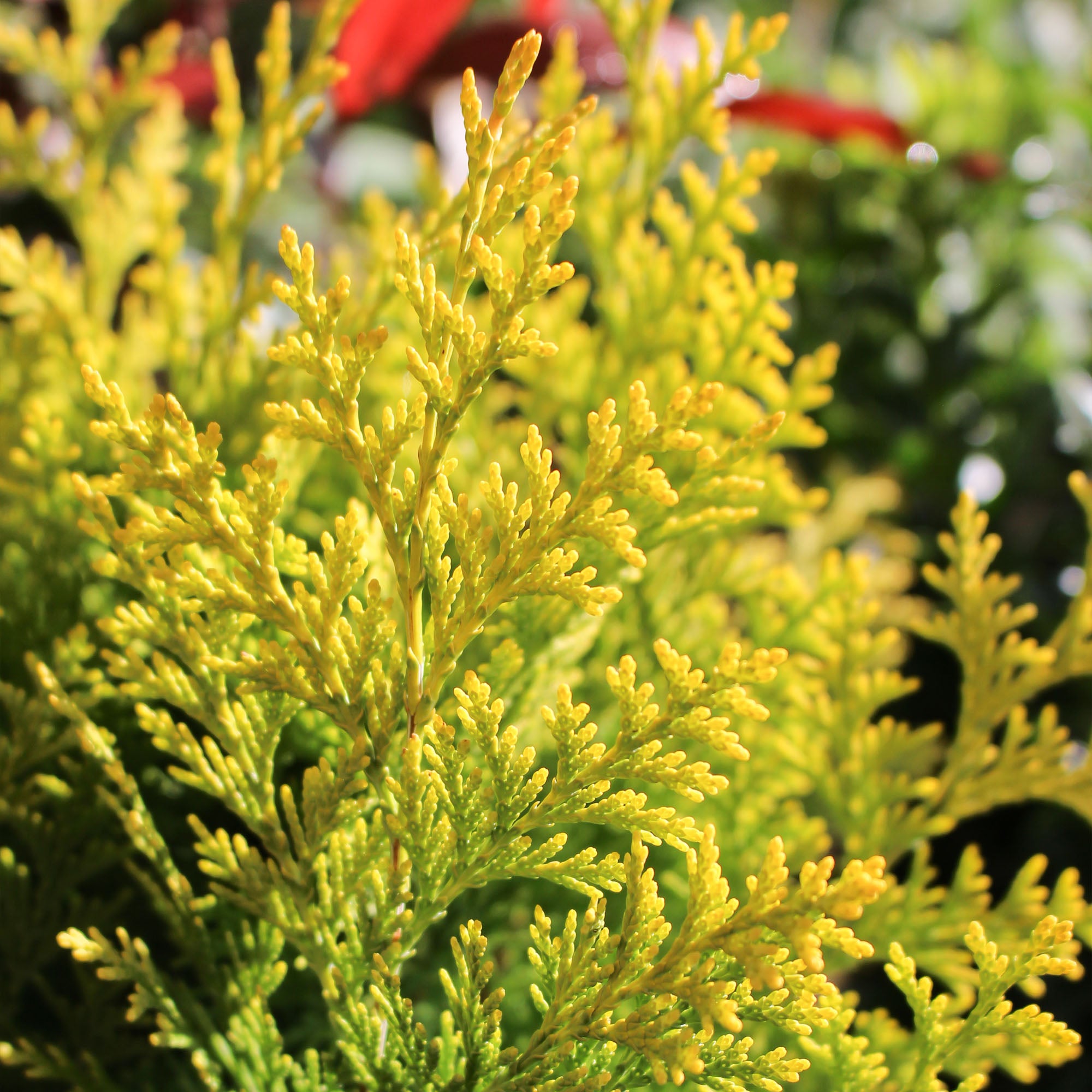 Chamaecyparis Lawsoniana Stardust 2L