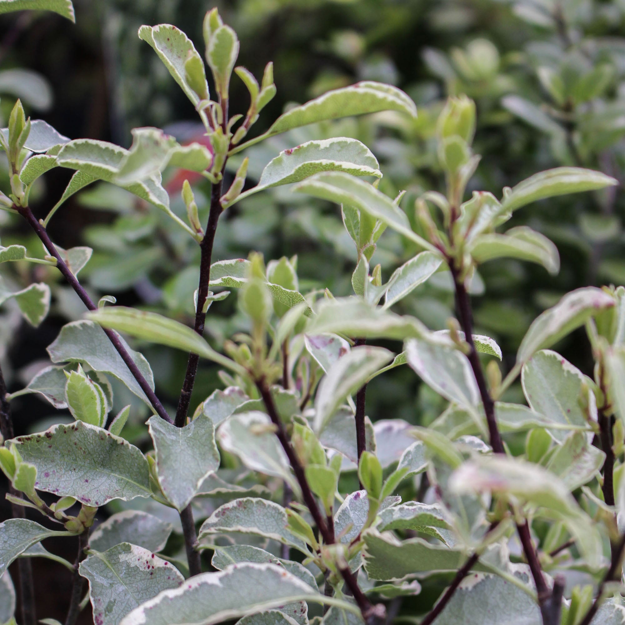 Pittosporum Silver Queen 3L