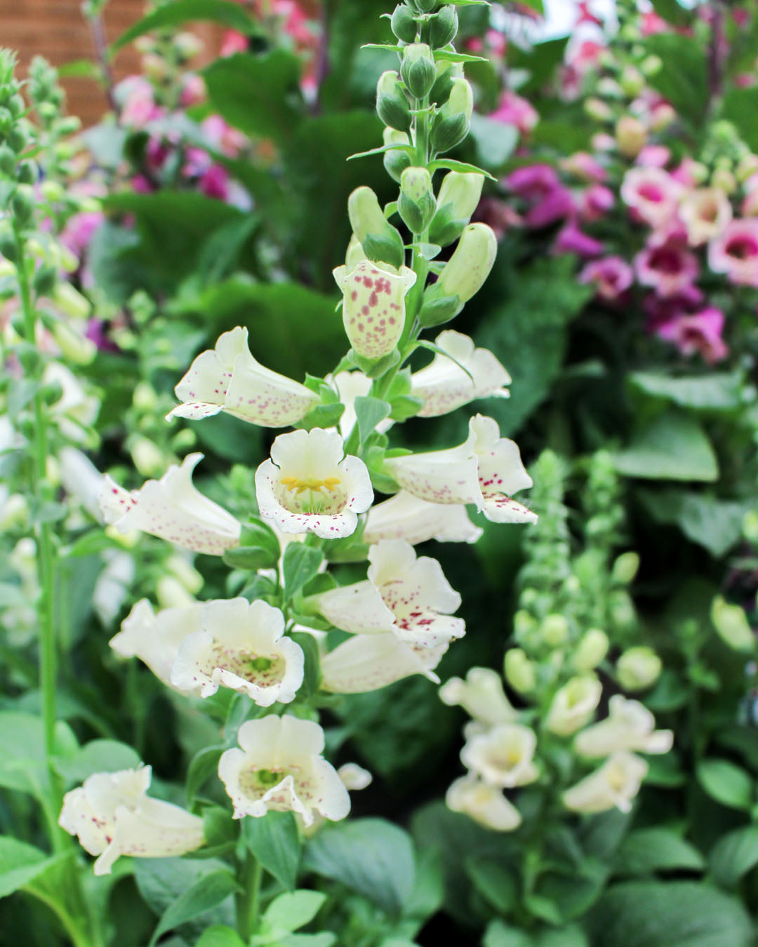 Digitalis Purpurea 'Foxybee Cream' 3L