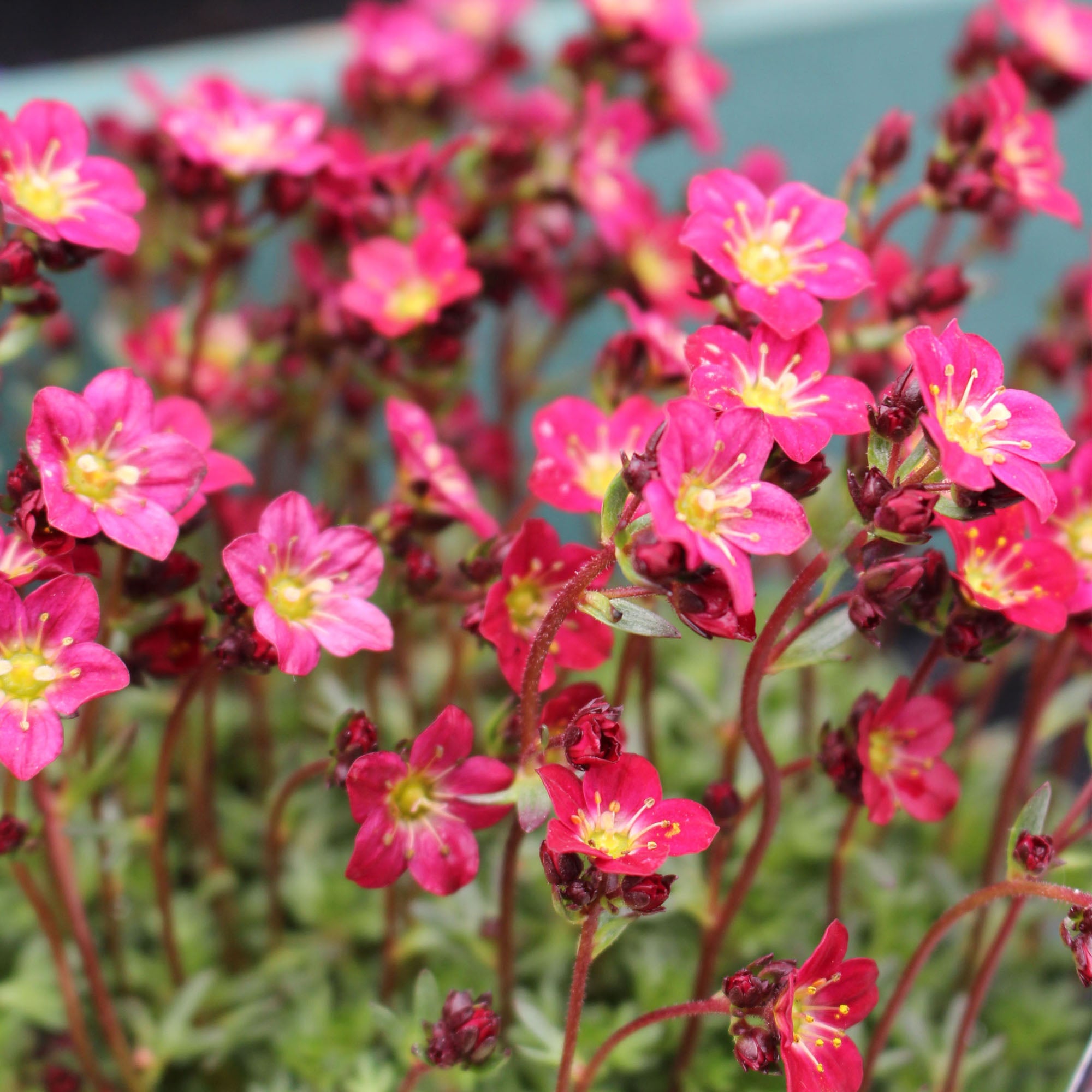 Saxifrage 'Peter Pan' 1L