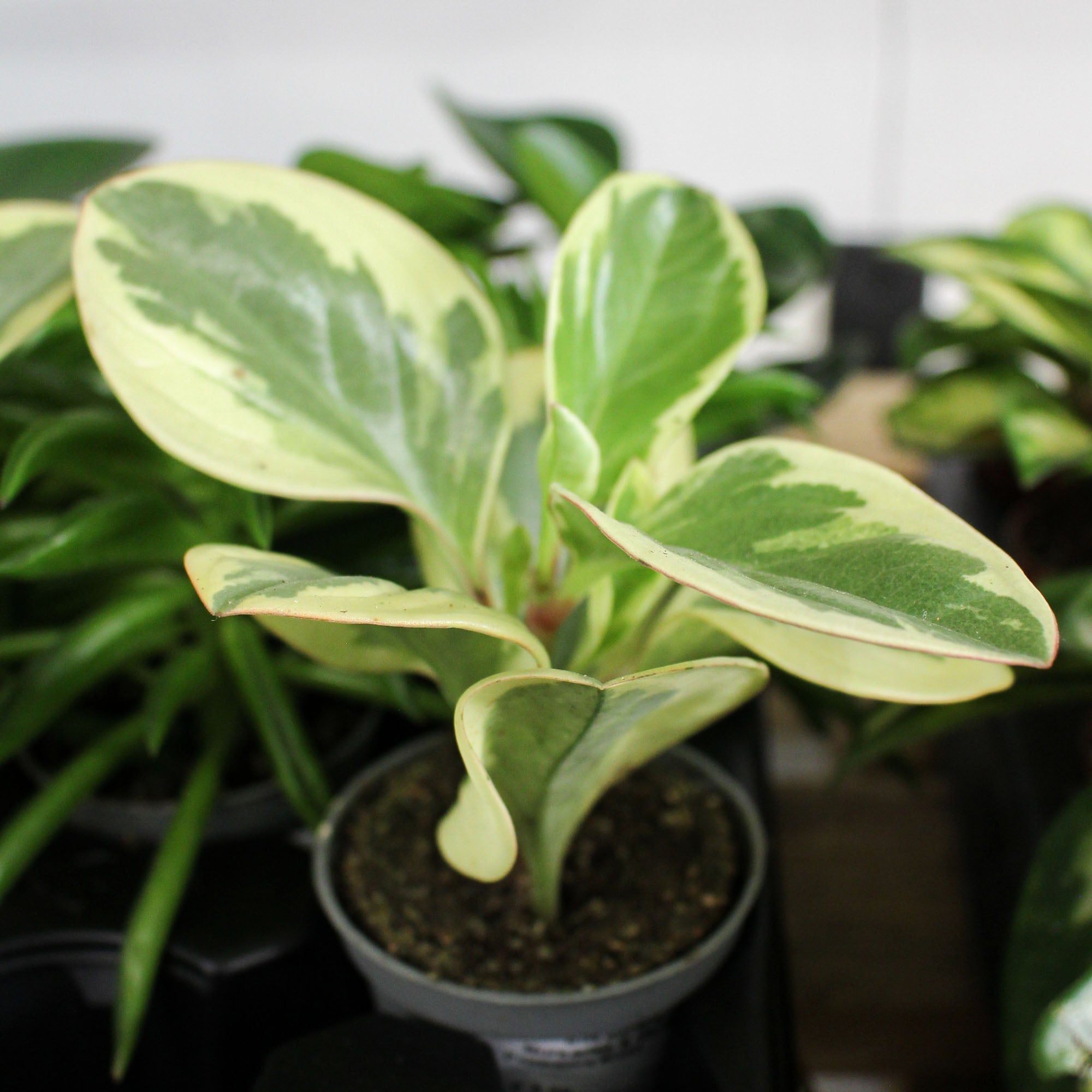 Peperomia Mixed 6cm