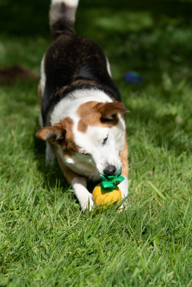Petface Greenfingers Latex Perry Pinapple Dog Toy