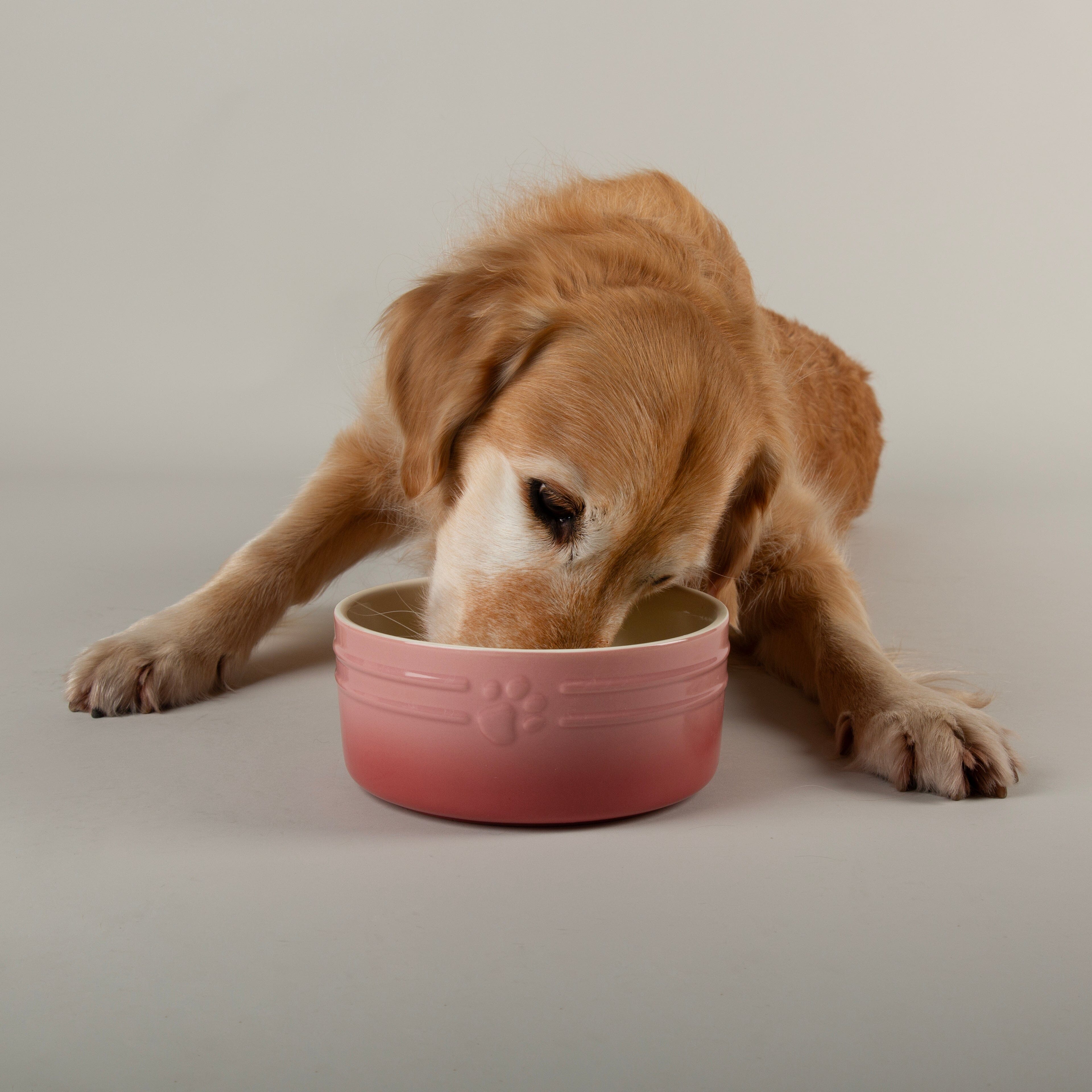 Scruffs Ombre Food Bowl Pink