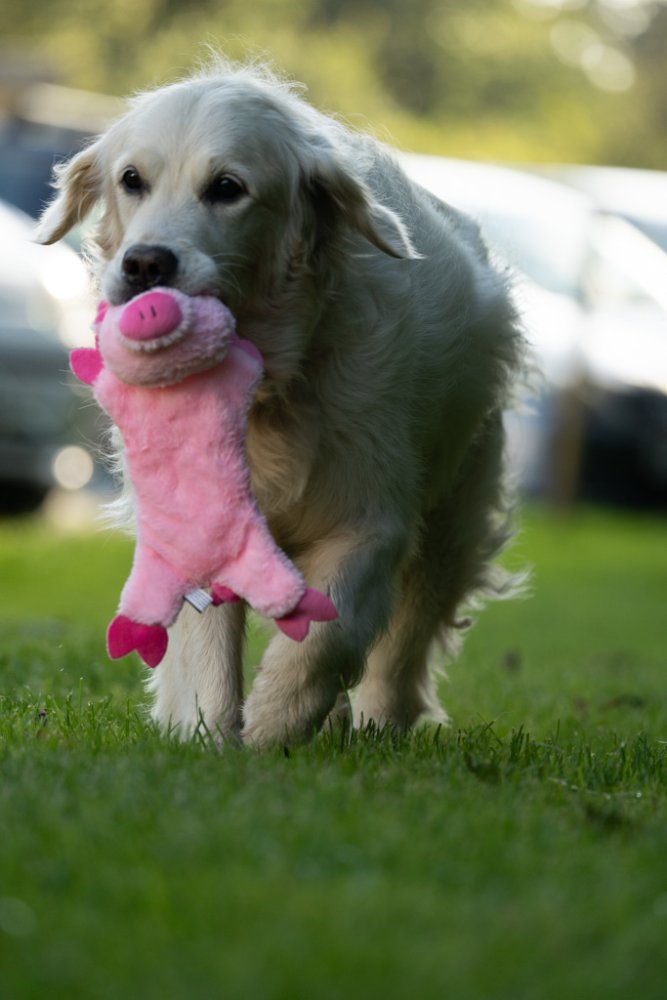 Petface Buddies Crinkle Flat Pig Plush Dog Toy