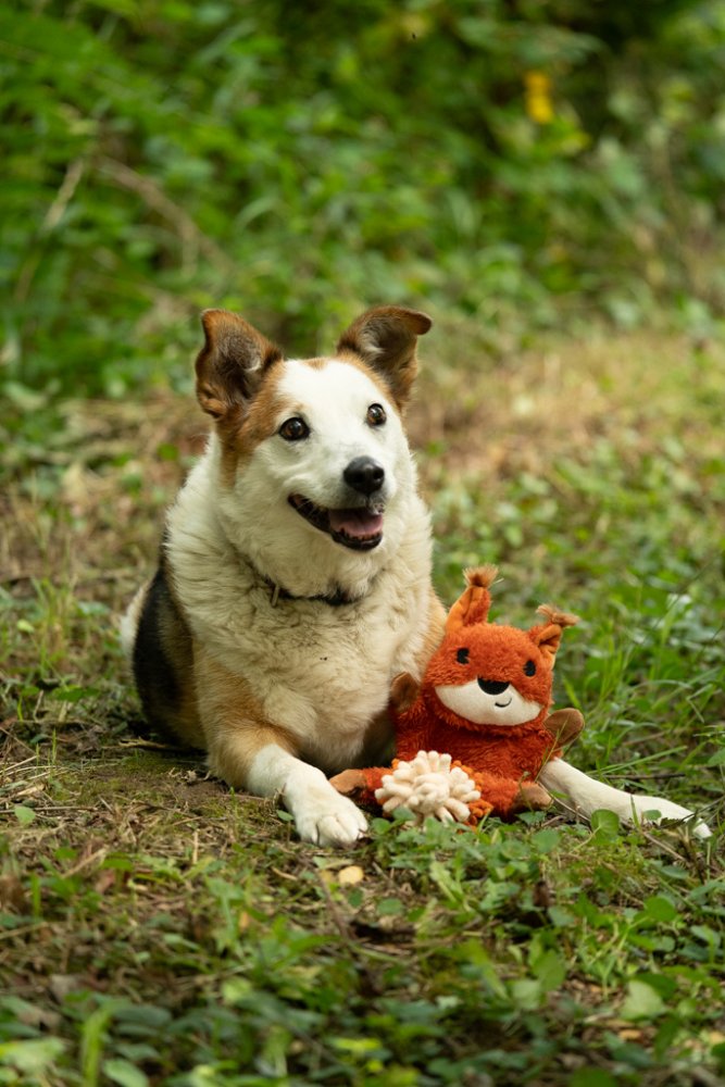 Petface Saffia Squirrel Crinkle Dog Toy