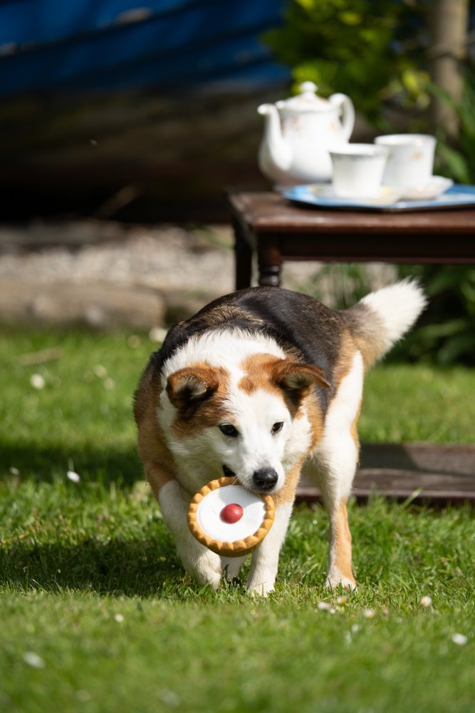 Petface Cherry Bakewell Latex Dog Toy