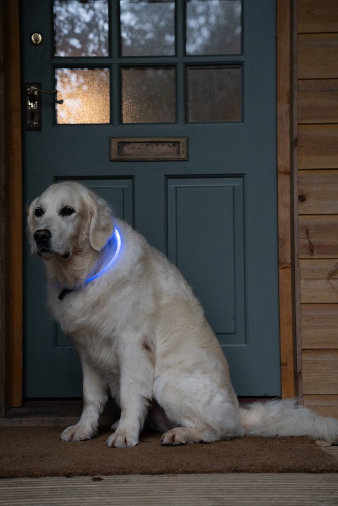 Petface LED Ring Dog Collar