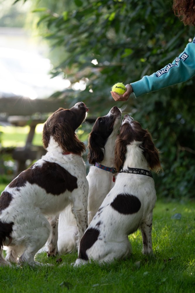 Petface Tennis Balls Dog Toy