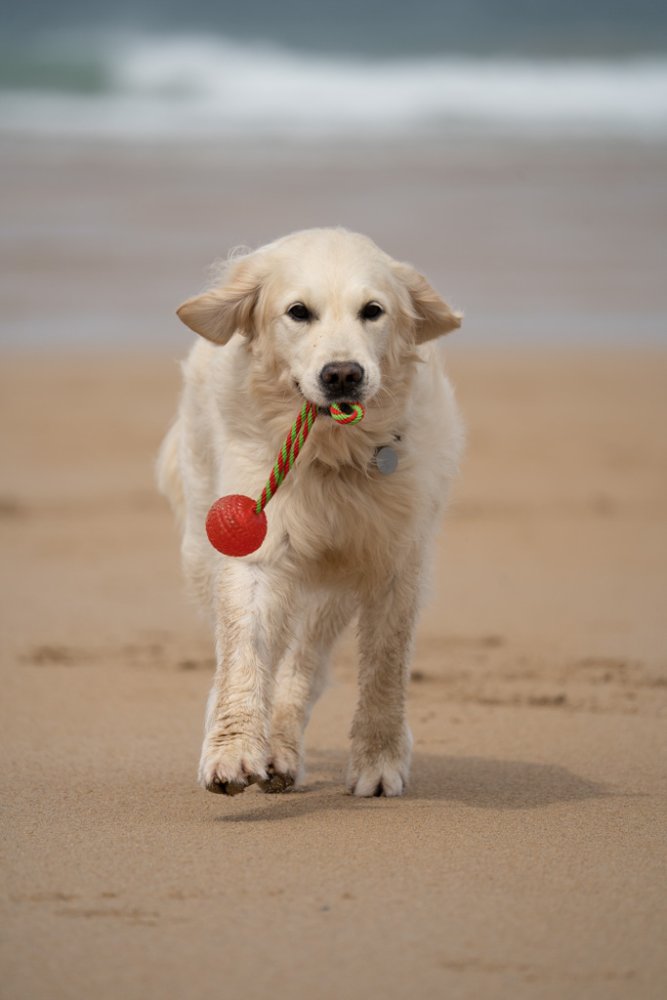 Petface Toyz Chew Ball On A Rope Dog Toy Single