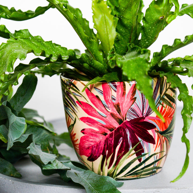 Ivyline Monza Tropical Fuchsia Planter