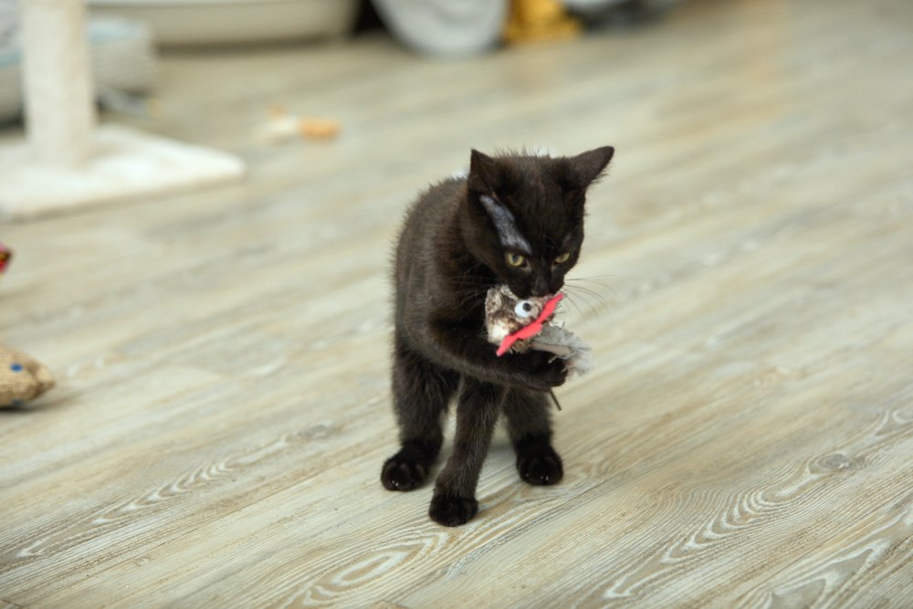 Petface Catkins Catnip Cockerel Cat Toy
