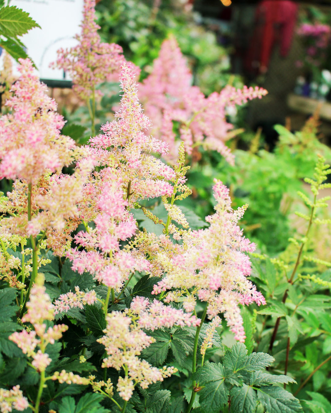 Astilbe Mixed 5L
