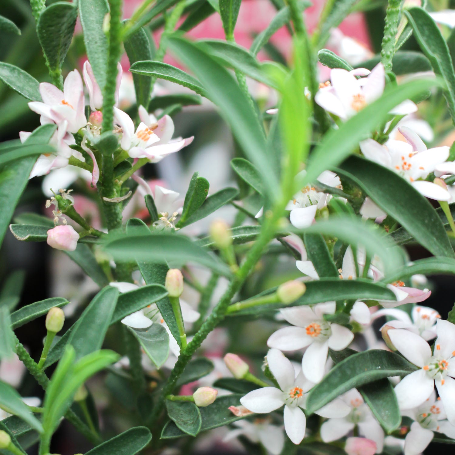 Eriostemon Myoporoides Flower Girl Pink 1.5L