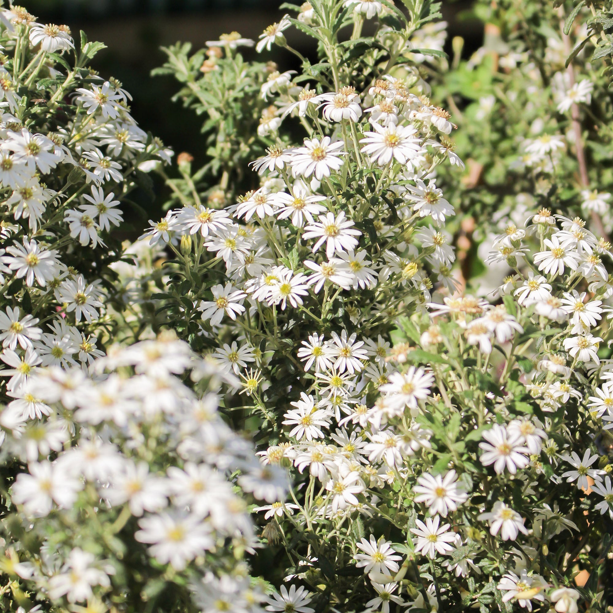 Olearia Traversii 'Spring Bling' 3L