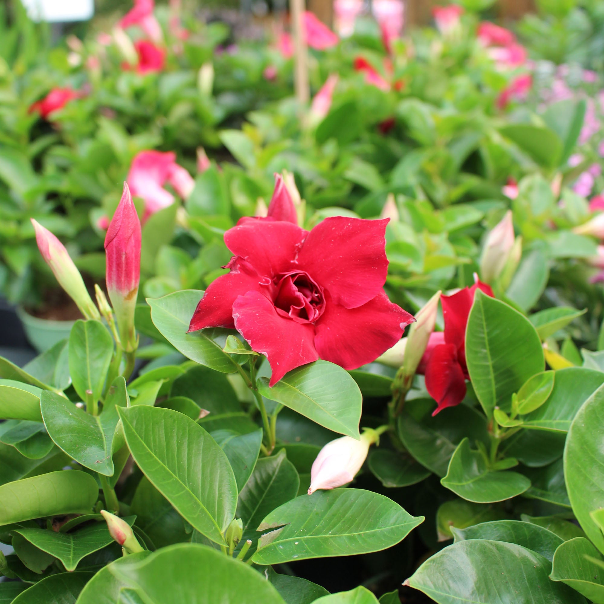 Mandevilla Sund Mix Bush 12cm