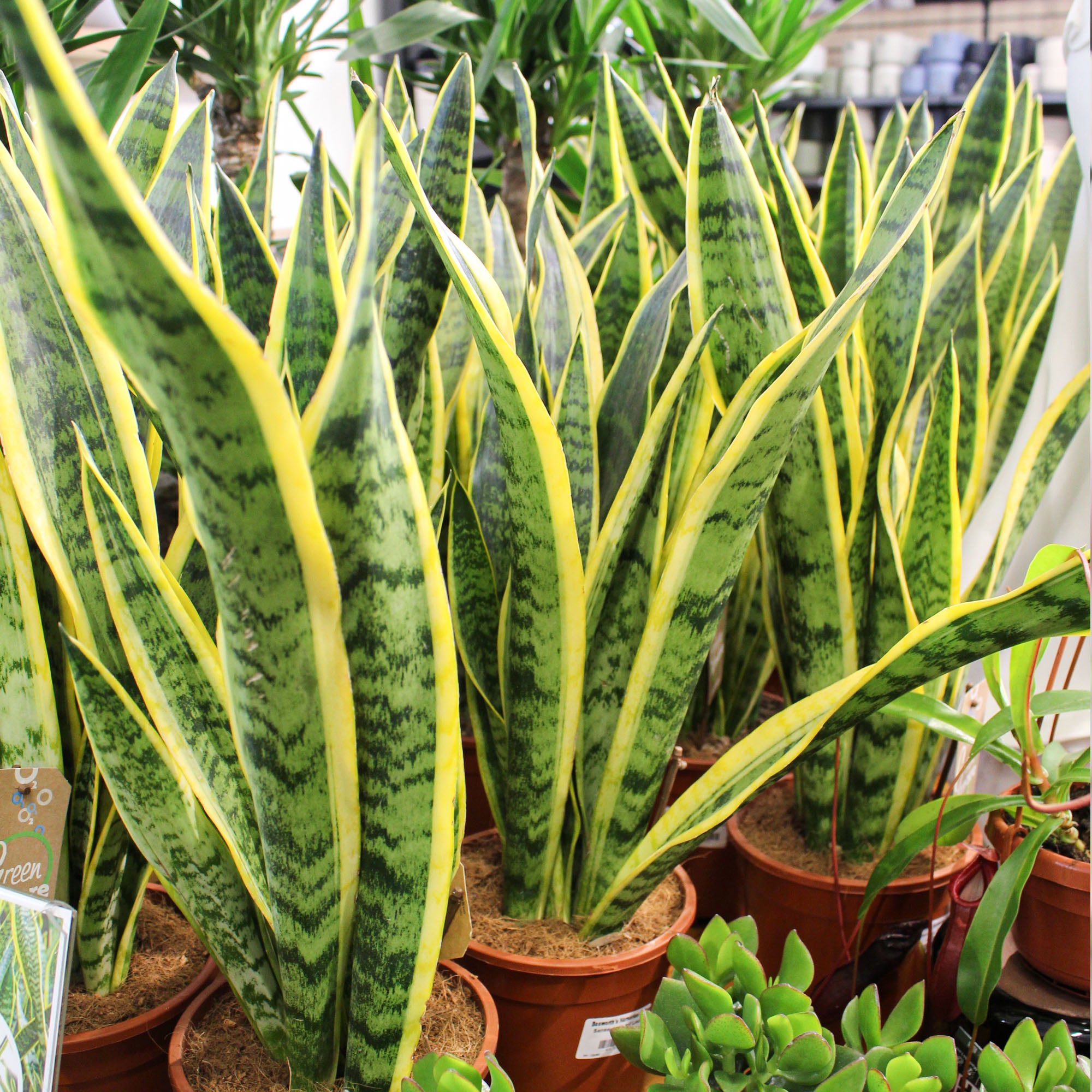 Sansevieria Trifasciata Laurentii 'Snake Plant' 17cm