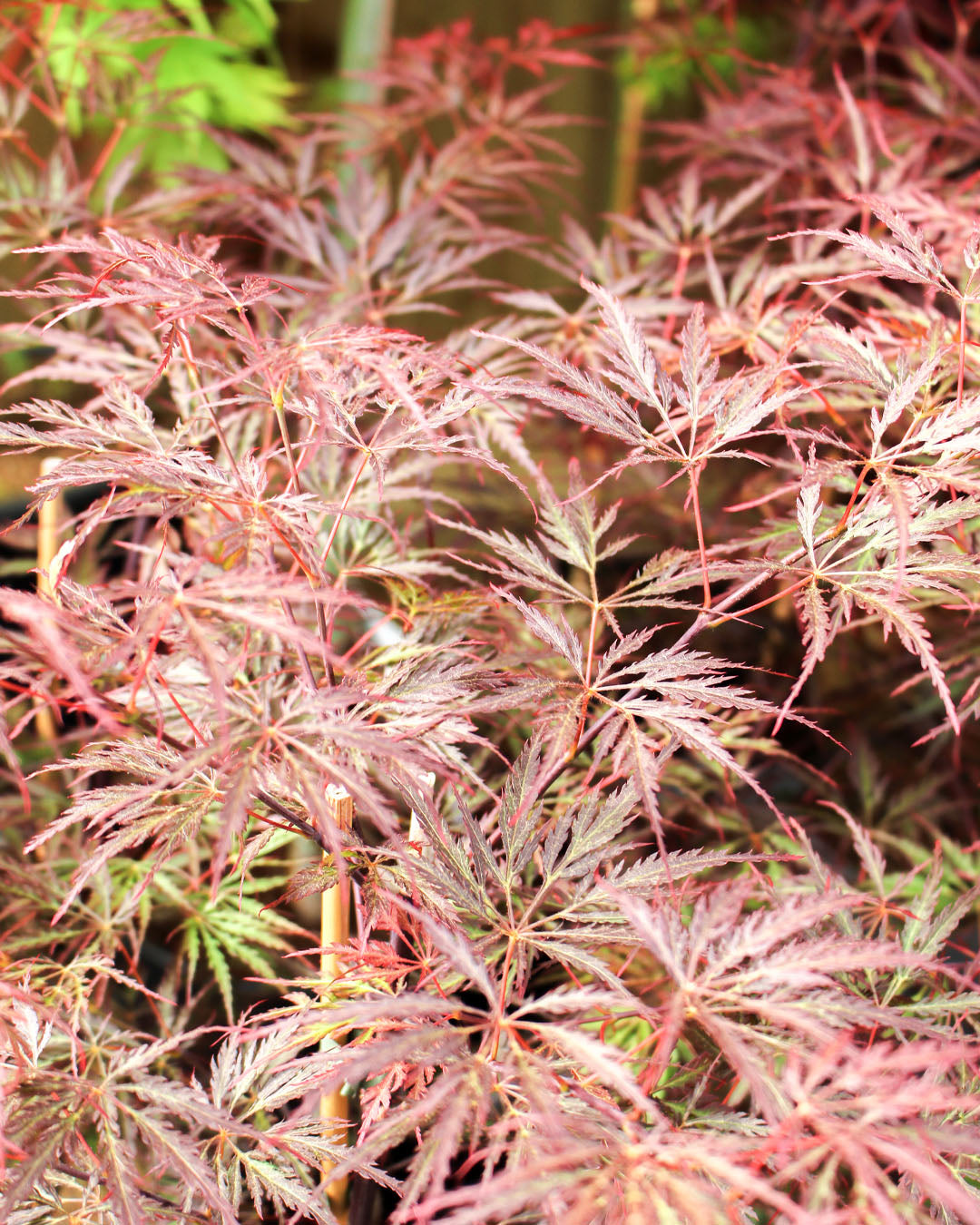 Acer Japanese Maple Palmatum 'Garnet' 19cm