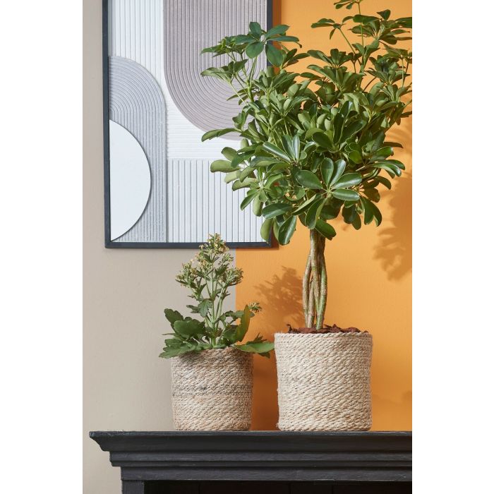 Mica Atlantic Seagrass Plant Basket Cream 18cm