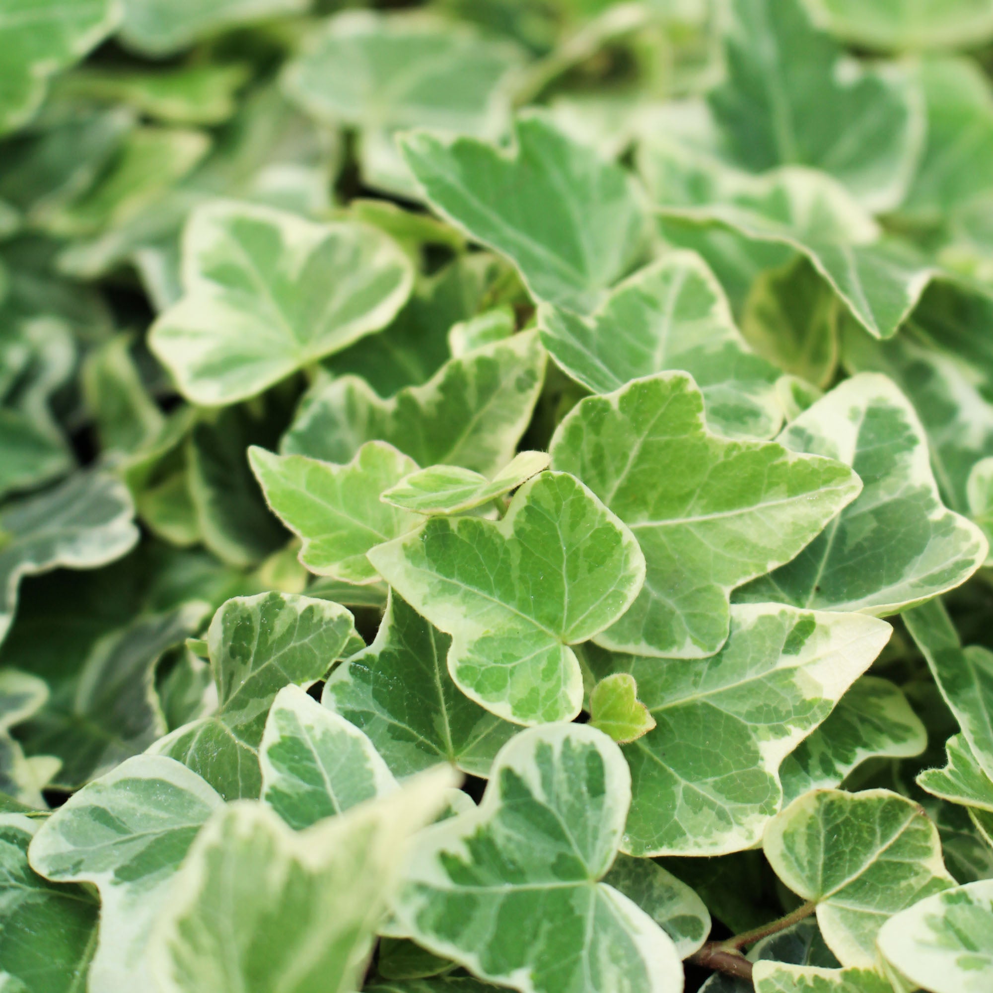 Hedera Helix White Wonder 8.5cm