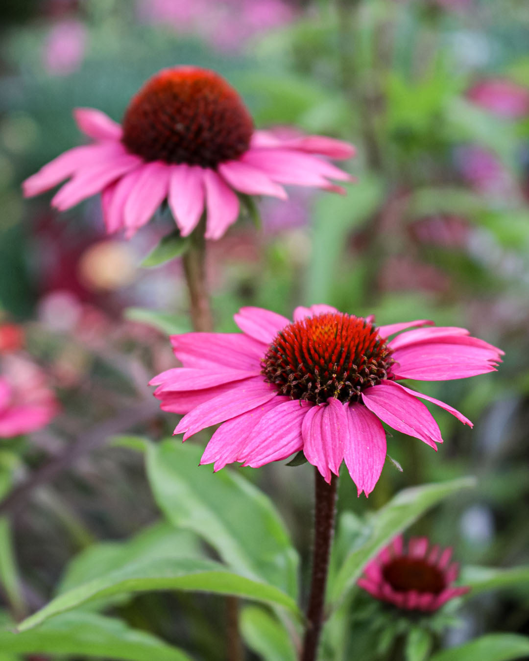 Echinacea 'Coneflower' Sombrero 2L