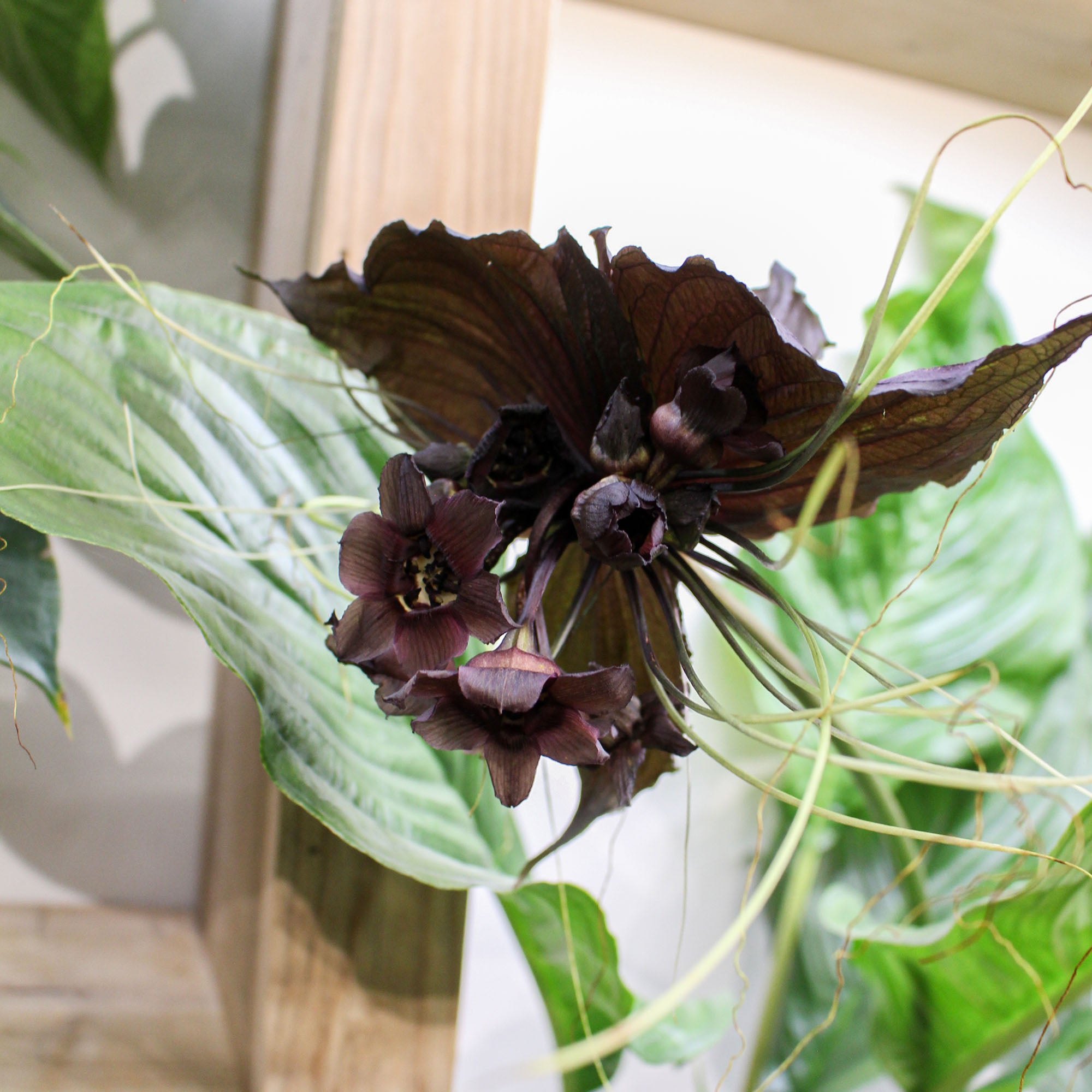 Tacca Chantrieri 'Bat Flower' Black 17cm