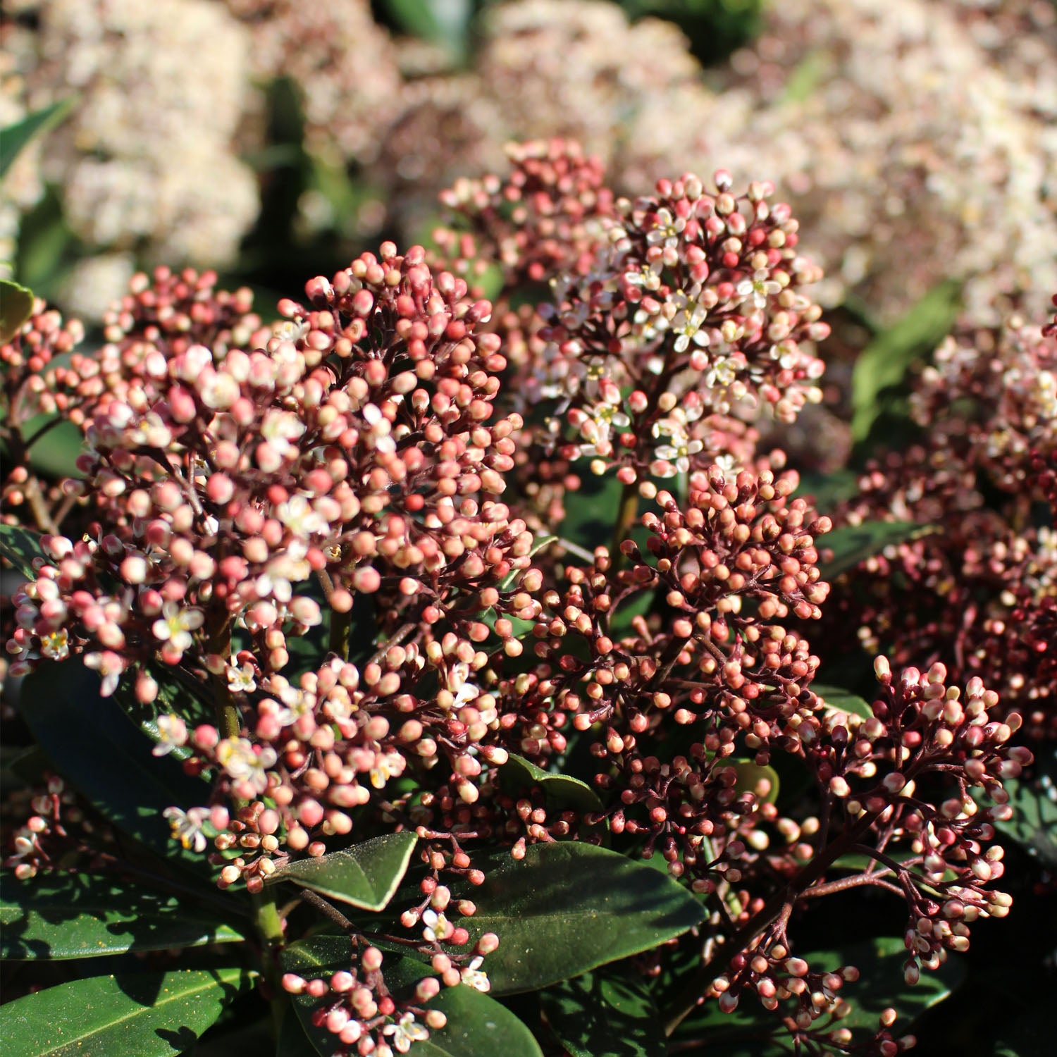 Skimmia Japonica Rubella 10.5cm