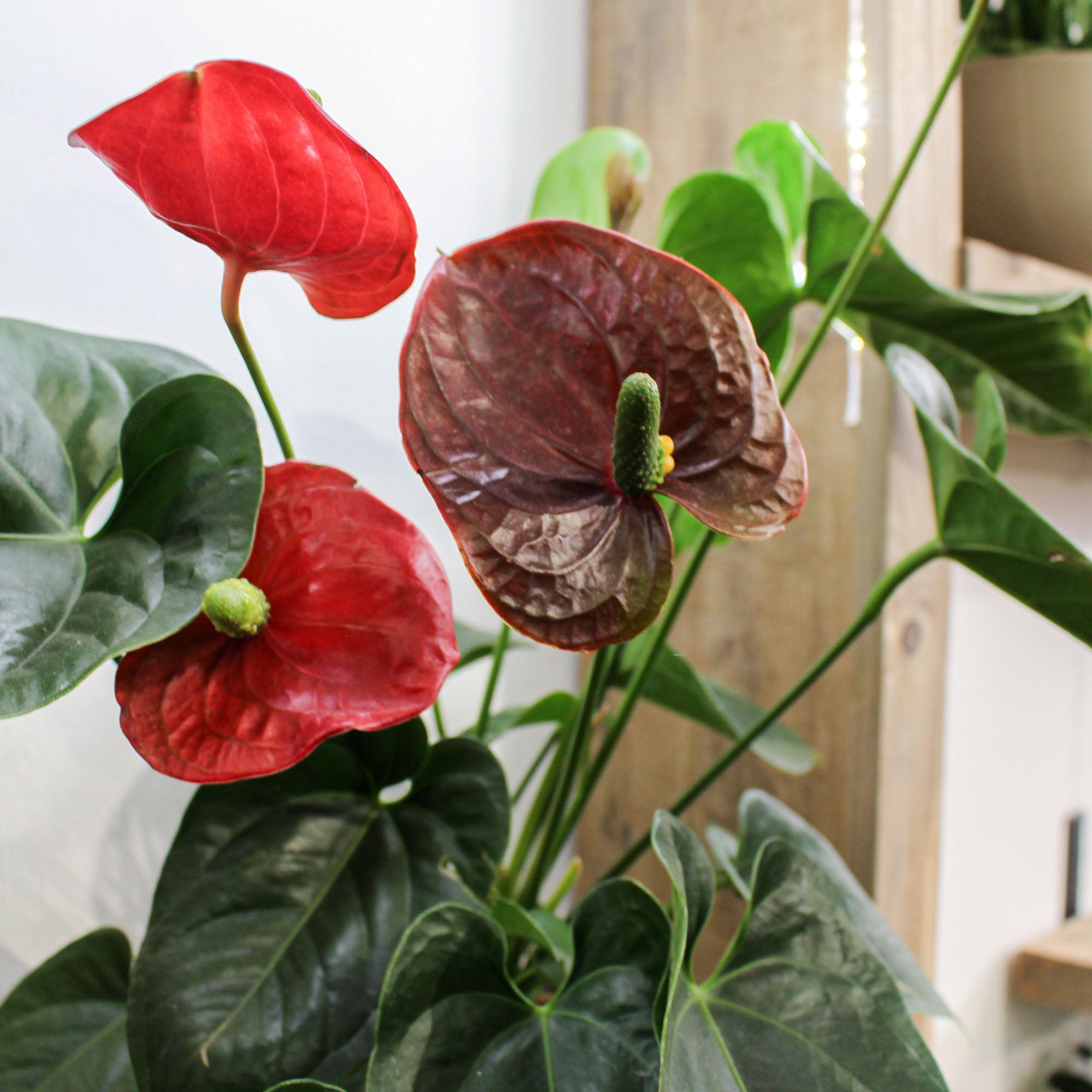 Anthurium Andraeanum 'Flamingo Flower' 17cm