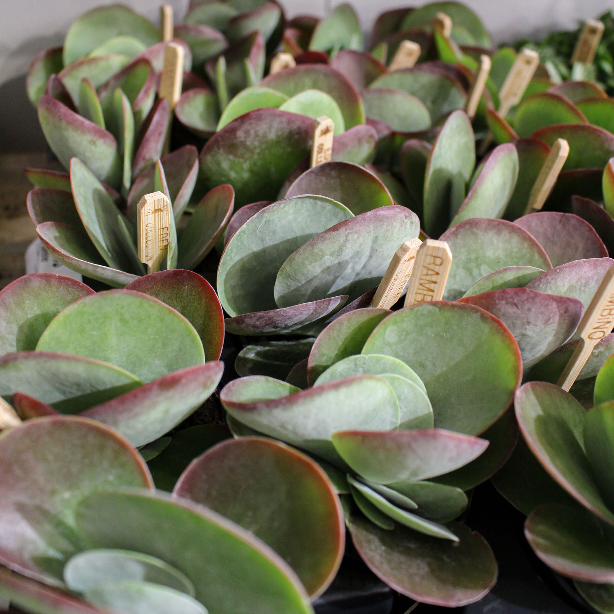 Kalanchoe Thyrsiflora Bambino 5.5cm