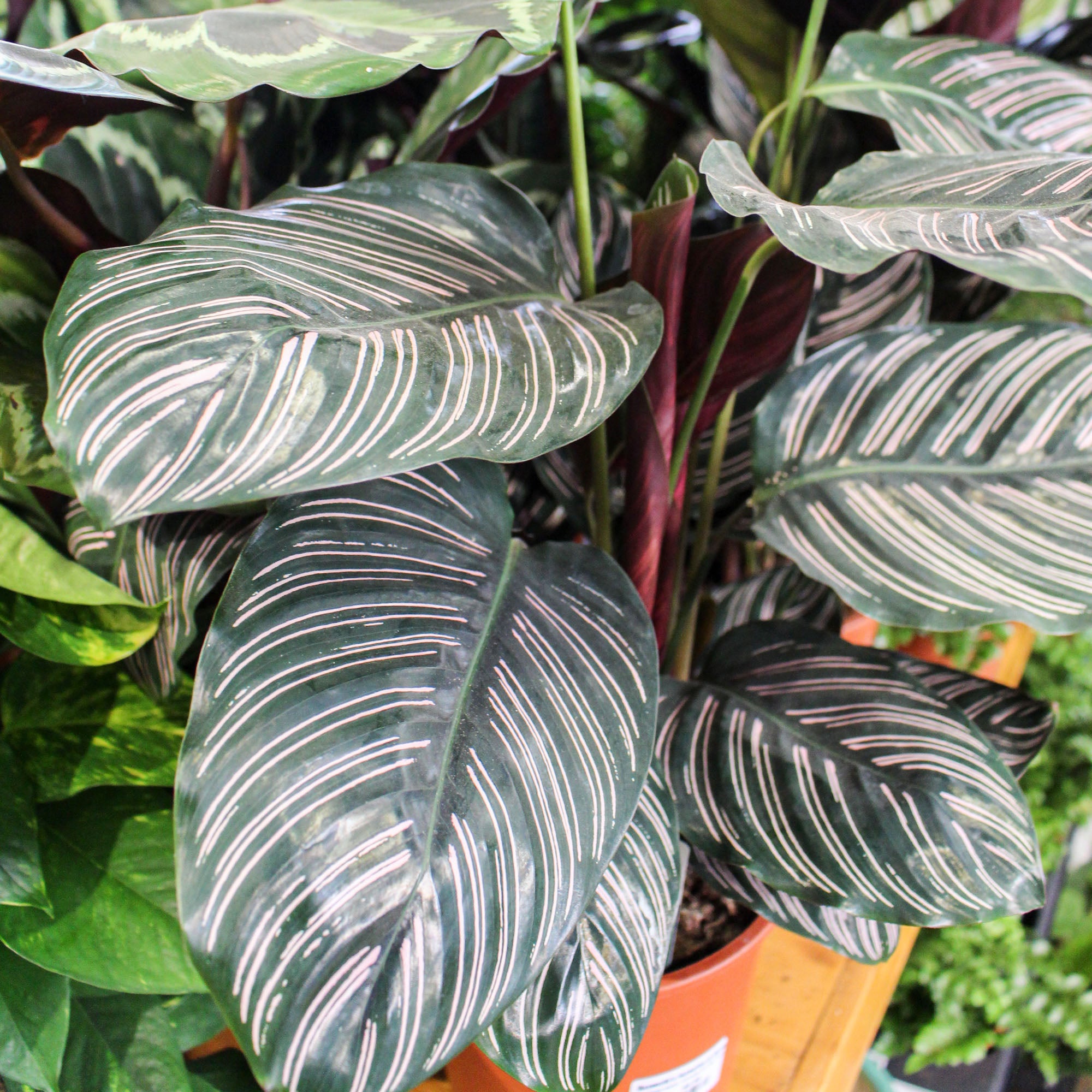Calathea 'Pinstripe' Sanderiana Ornata 19cm